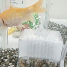 取り急ぎっ！！の画像