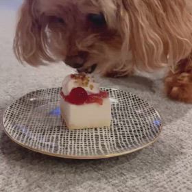 モコナの誕生日の画像