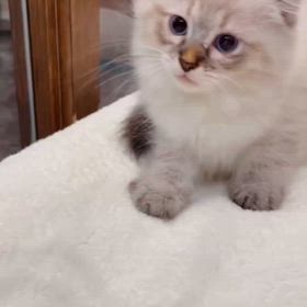 抱っこができるサイベリアンの子猫エリアス君ご家族様募集中の画像