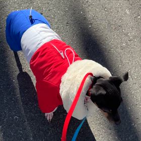 成人式　〜はたちのつどい〜の画像