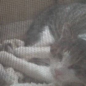 20251214　先住の画像