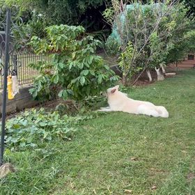 沖縄名物・高級品のソフィコーヒーをご存知ですか？の画像