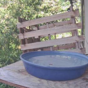 すぎぴたんの事件簿シーズン3　581話（アイドルご来店！　かかか・かわえぇ～！ジョウビタキ）の画像