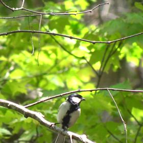 2025.5.3 兵庫県 蘇武岳のシジュウカラの画像