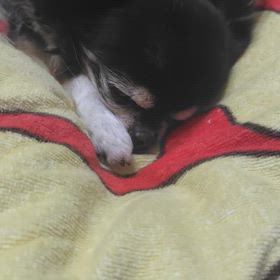 GW悲しかったこととその後うれしかったことの  画像