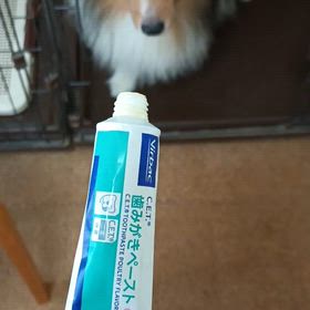 飼い主vsチビワンコさんの画像