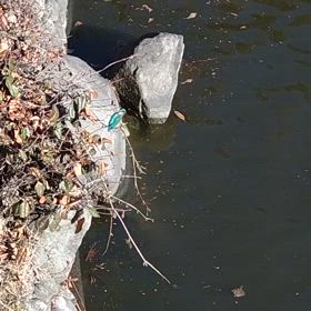 カワセミ( *^艸^)お食事GET☆の画像