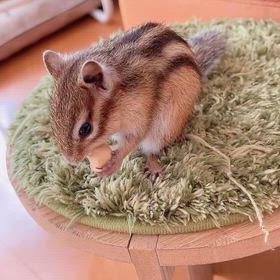 シマリスのいる暮らし