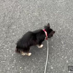 金太郎のテクテク歩き。の画像