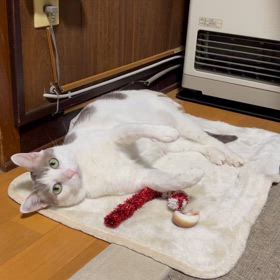 ズボラ遊び？の画像