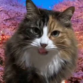 大切な人への画像