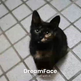 猫達が繋ぐ縁の画像