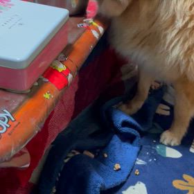 大好き納豆の画像