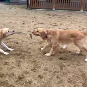 どっちも譲らない。の画像