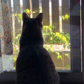 車庫証明を取る為に運輸局でナンバープレート！落ち着くにゃ。の画像