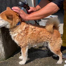 ジン、洗いました。の画像