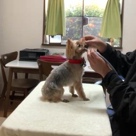 キセノン光ケアの画像