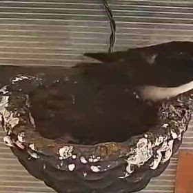 巣立ち2の画像