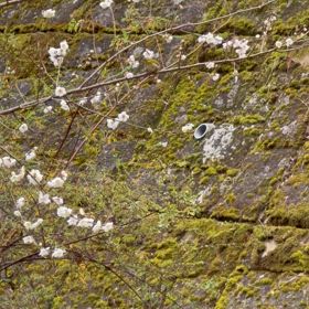 メジロさんいらっしゃいの画像