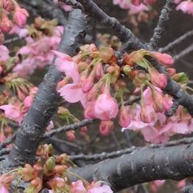 2月24日、咲いたー！の画像