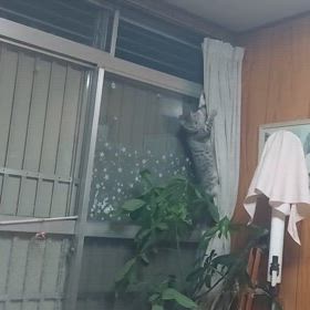 やめてー！の画像