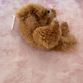 なんしょんなの画像