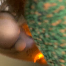 新しい2羽の家族の画像