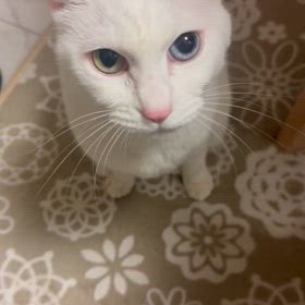 ナニか視えてるらしい猫(ナニ？)の画像