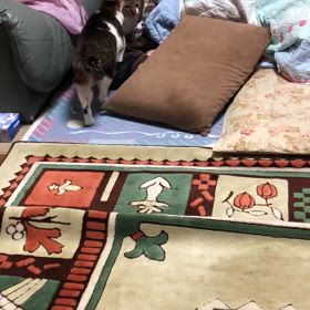 車を初運転…こんなはずじゃなかった。安心できないにゃーの画像