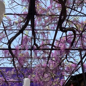 KIN28   黄色い星　青い手　音2の画像