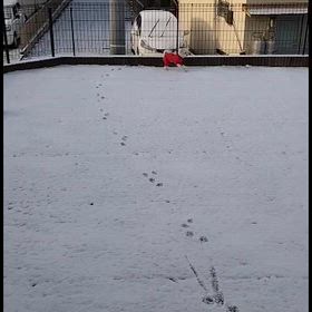 雪だ、雪だ、雪だの画像