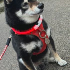 景虎くん　黒柴の画像