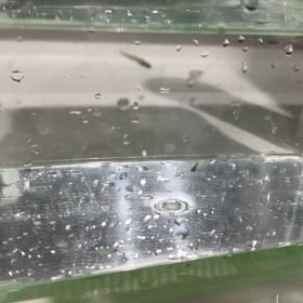 メダカの赤ちゃんの画像