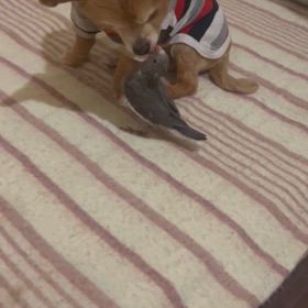 ラウル父さんのハッスル‼︎の画像