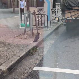 コイツ、久しぶりだな…の画像