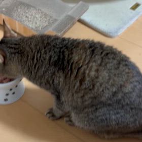 8日ムギの旅立ちの画像