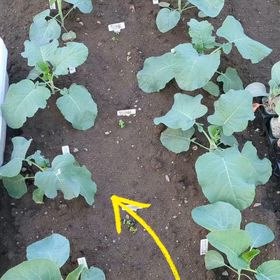 貸し農園の畑…図々しいお友達がやって来ましたの画像