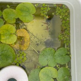 予言者で、評論家の画像