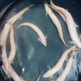 ★プラチナセネガルス！★の画像