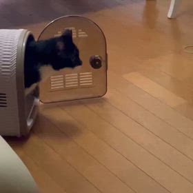 ミミちゃん初日の画像