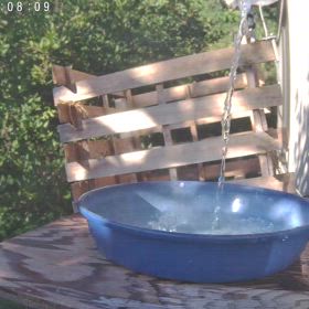 すぎぴたんの事件簿シーズン3　562話（すぐ来るヤマガラ！）の画像