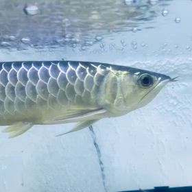 ★G.Wセール！★の画像