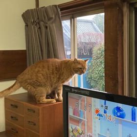 2024/03/30今週のハナの画像