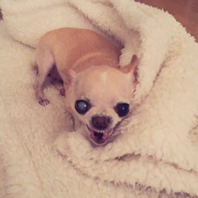 ☆わんこ動画☆の画像