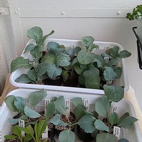 貸し農園の畑で育つカリフラワー…選手交代ですの画像