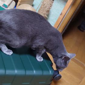 通常モードの画像