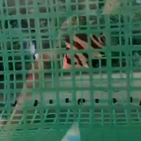 今日本にいない超ハイクオリティなリアルバンド多数輸入します！の画像