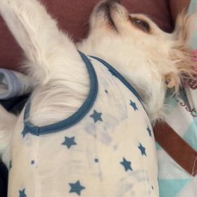 ポンの甘えん坊炸裂の画像