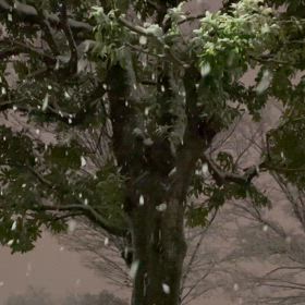 昨日の雪の〜の画像