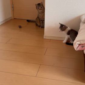 猫みかんお世話になった方へプレゼントと姉妹の距離感の画像